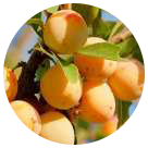 Mirabelles