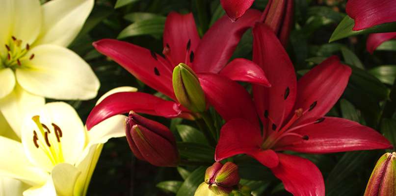 lys
