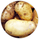 Pommes de terre