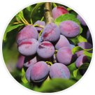 Prunes