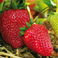 Cueillette de Cergy Fraises de saison