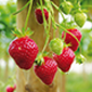 Cueillette de Cergy Fraises remontantes