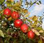 Cueillette de Cergy Braeburn