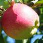 Cueillette de Cergy Elstar