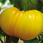 Cueillette de Cergy Tomate ananas
