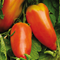Cueillette de Cergy Tomate des Andes
