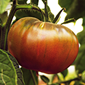 Cueillette de Cergy Tomate noire de Crimée