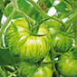 Cueillette de Cergy Tomate Green Zebra